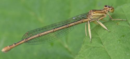 Réf. 312 382 : Platycnemis latipes